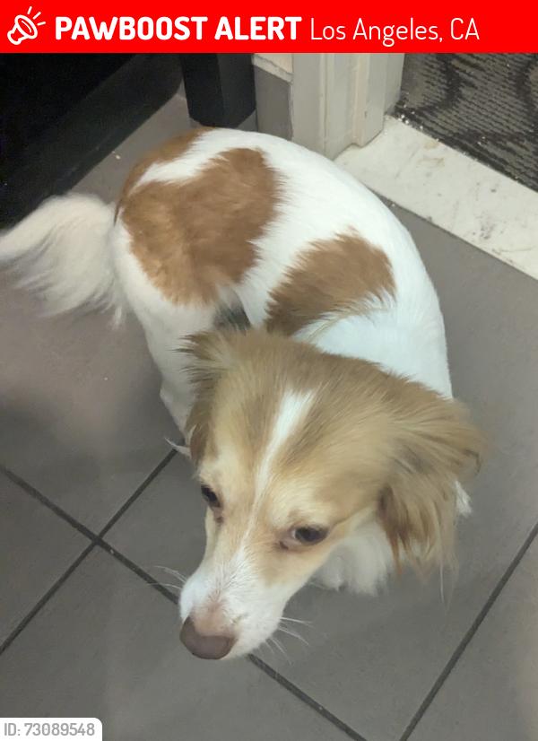 Lost Male Dog last seen Tujunga and Victory, Los Angeles, CA 91601