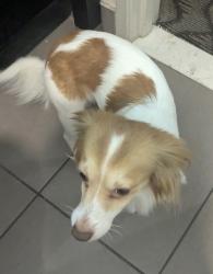 Lost Male Dog last seen Tujunga and Victory, Los Angeles, CA 91601