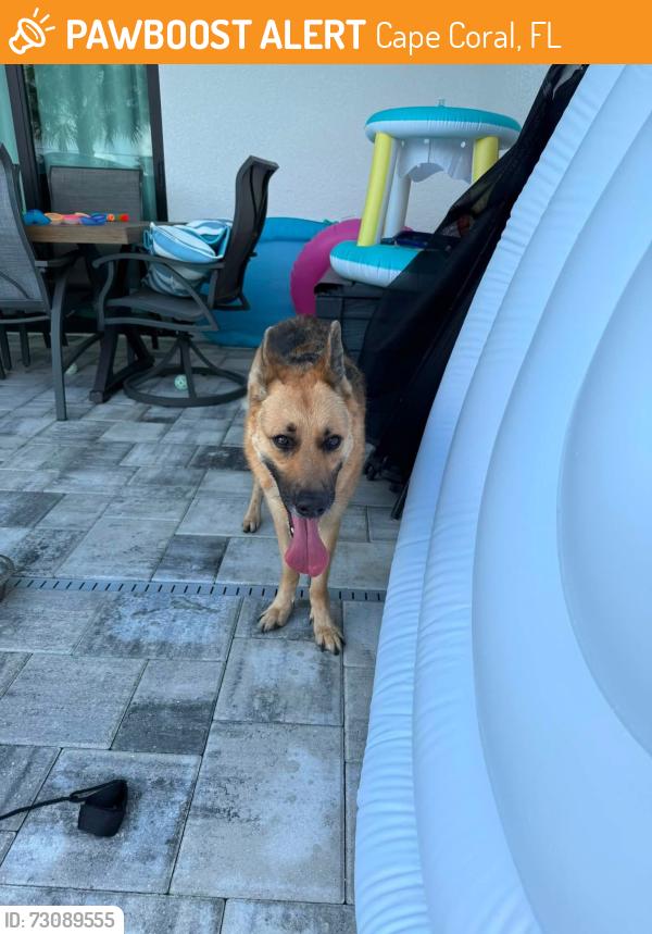 Found/Stray Female Dog last seen Kohls, Cape Coral, FL 33993