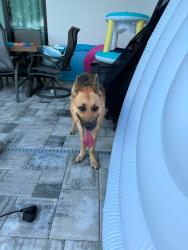 Found/Stray Female Dog last seen Kohls, Cape Coral, FL 33993