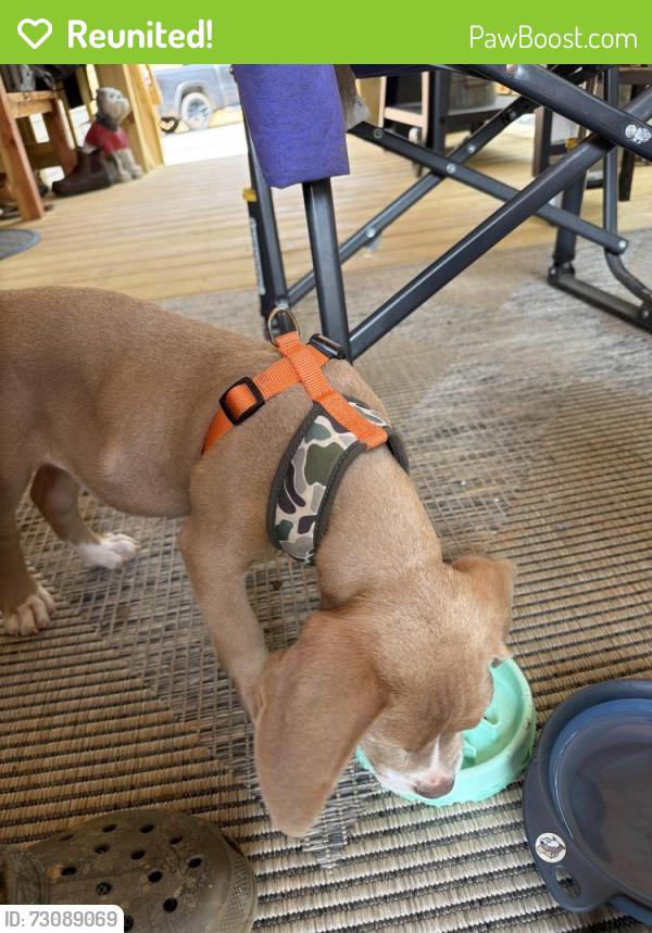 Reunited Male Dog last seen Legion lake road , Bend Rd, GA 30180