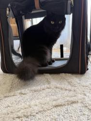 Lost Male Cat last seen Waterbury ests, North Ridgeville, OH 44039