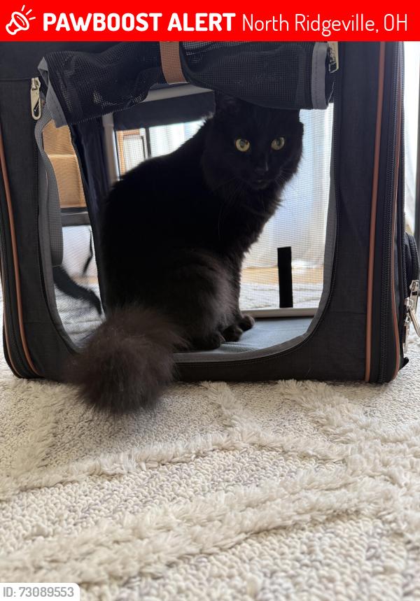 Lost Male Cat last seen Waterbury ests, North Ridgeville, OH 44039