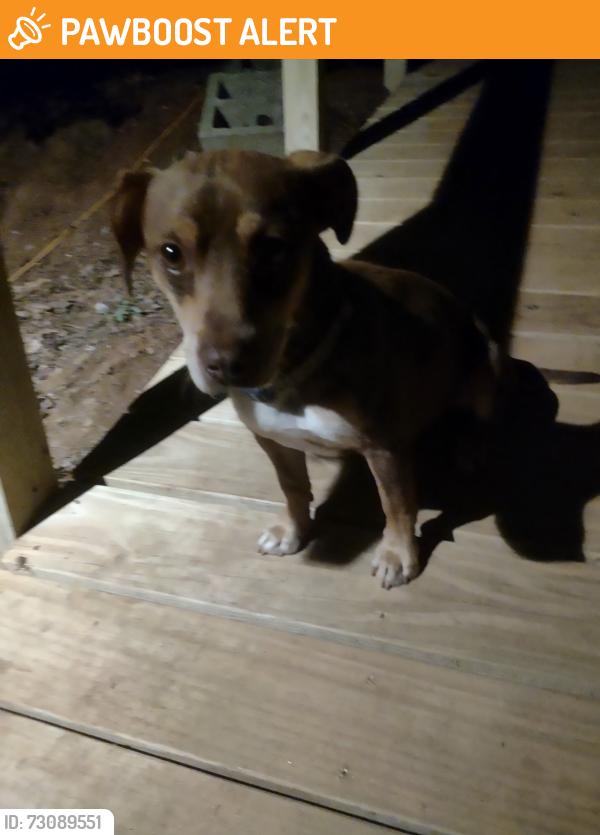 Found/Stray Male Dog last seen Rustic ridge dr., cruso nc, Haywood County, NC 28716