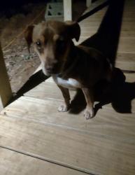 Found/Stray Male Dog last seen Rustic ridge dr., cruso nc, Haywood County, NC 28716