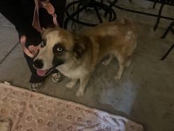 Found/Stray Female Dog last seen Camby, Antioch, CA 94509
