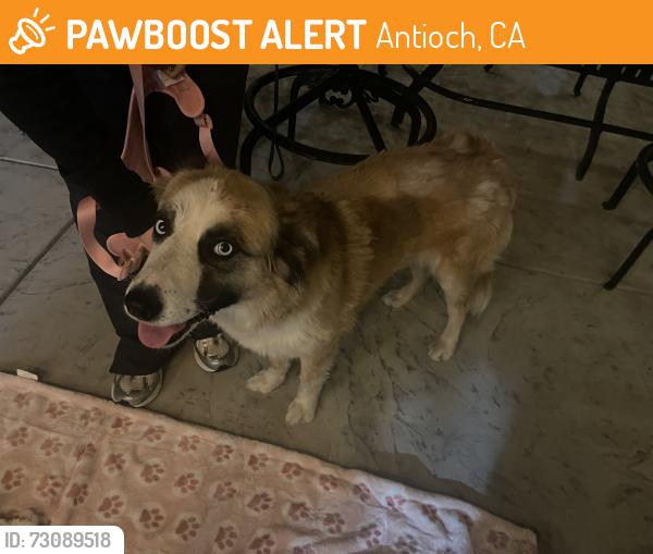 Found/Stray Female Dog last seen Camby, Antioch, CA 94509