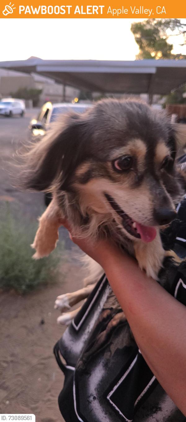 Found/Stray Male Dog last seen Sago and Serrano, Apple Valley, CA 92307