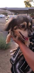 Found/Stray Male Dog last seen Sago and Serrano, Apple Valley, CA 92307