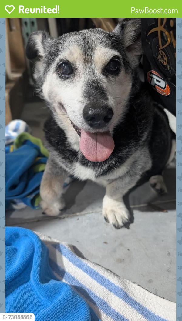 Reunited Male Dog last seen Bolton Ave & Memorial Dr, Englewood East, FL 33981