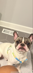 Reunited Male Dog last seen Tripp and cortland, Chicago, IL 60639