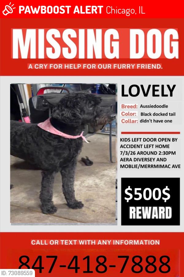 Lost Female Dog last seen Diversey and Mermack, Chicago, IL 60639