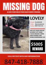 Lost Female Dog last seen Diversey and Mermack, Chicago, IL 60639