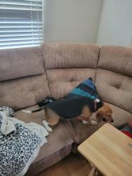 Reunited Male Dog last seen Lake Hillcrest and Main st., Glen Carbon, IL 62034