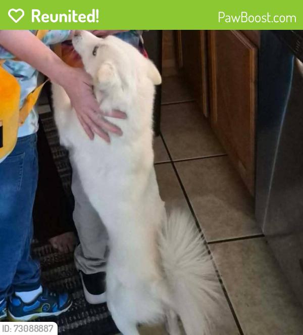 Reunited Female Dog last seen Sugarfoot and Blackhawk , Spring Hill, FL 34606