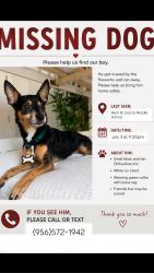 Lost Male Dog last seen Chapin and Monmack Edinburg tx, Hidalgo County, TX 78541