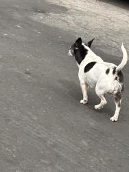 Found/Stray Unknown Dog last seen Middle of the street, Compton, CA 90222