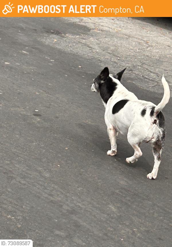 Found/Stray Unknown Dog last seen Middle of the street, Compton, CA 90222