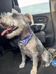 Found/Stray Female Dog last seen Pebble hills, El Paso, TX 79938