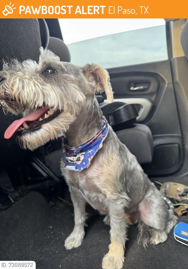 Found/Stray Female Dog last seen Pebble hills, El Paso, TX 79938