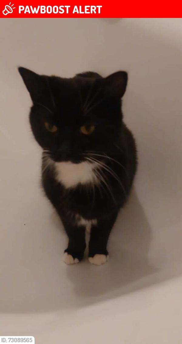 Lost Male Cat last seen Garden cottage, Allanbay park, Howe lane, Binfield, Berkshire, RG42 5QA , Binfield, England RG42 5QA