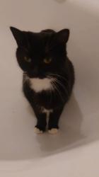 Lost Male Cat last seen Garden cottage, Allanbay park, Howe lane, Binfield, Berkshire, RG42 5QA , Binfield, England RG42 5QA