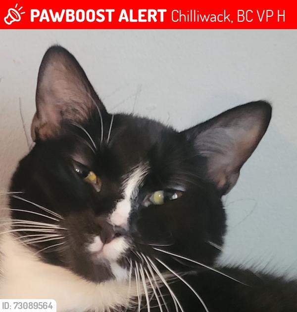 Lost Male Cat last seen Spadina ave and Mary street, Chilliwack, BC V2P 4H5