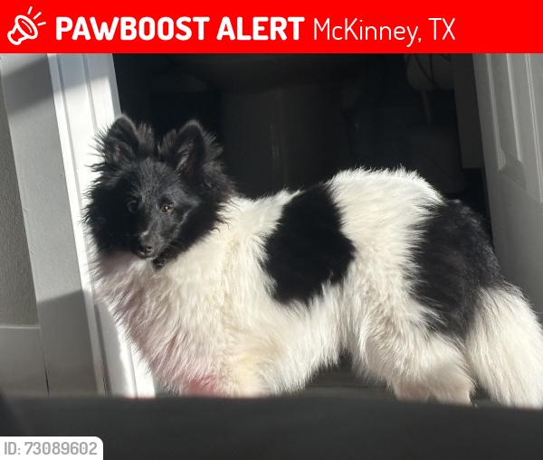 Lost Male Dog last seen Ridge road and E prosper trail, McKinney, TX 75071
