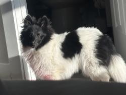 Lost Male Dog last seen Ridge road and E prosper trail, McKinney, TX 75071