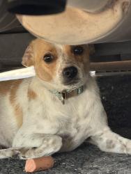 Found/Stray Male Dog last seen 3rd street and Medina St, Austin, TX 78702