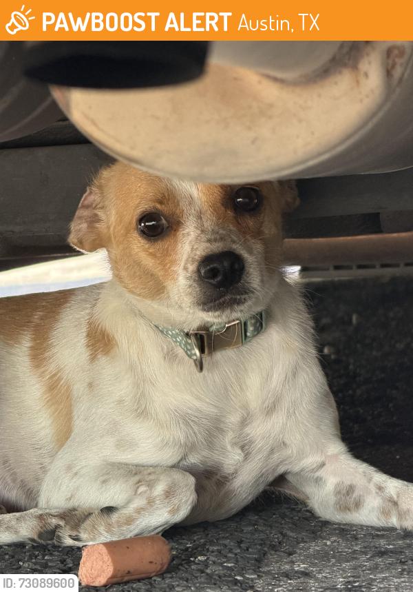 Found/Stray Male Dog last seen 3rd street and Medina St, Austin, TX 78702