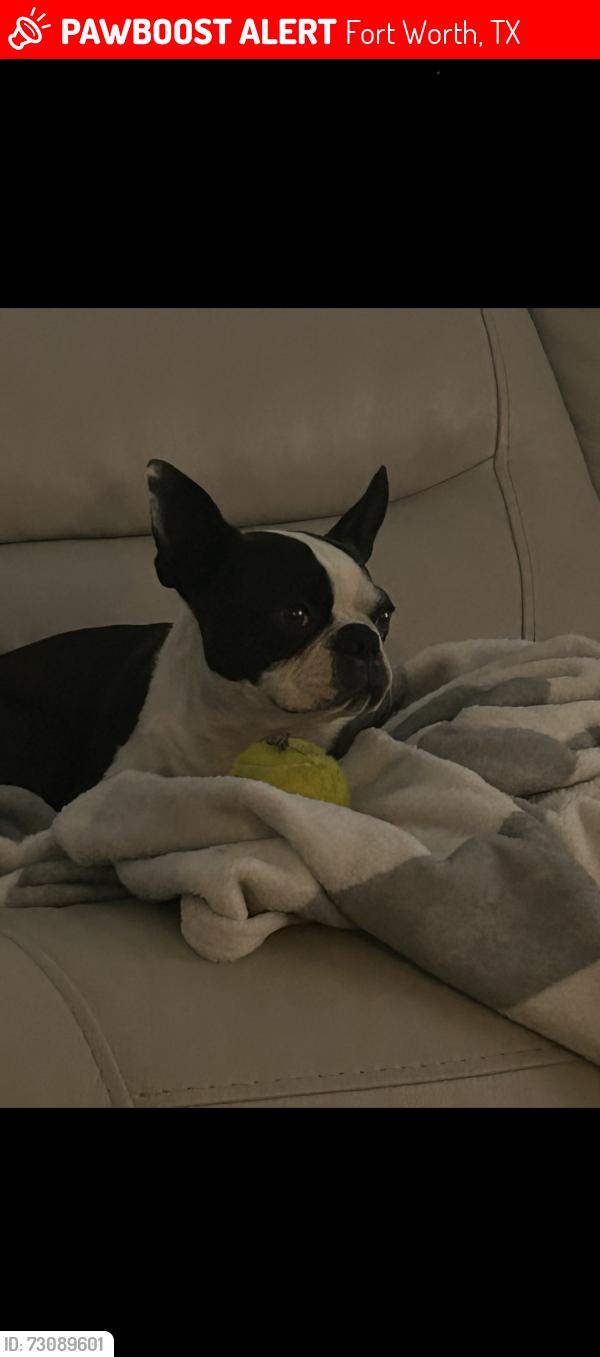 Lost Male Dog last seen Long horn and old decatur, Fort Worth, TX 76179