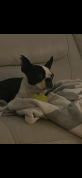 Lost Male Dog last seen Long horn and old decatur, Fort Worth, TX 76179