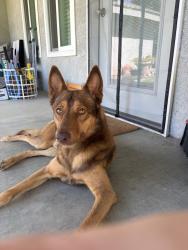 Found/Stray Male Dog last seen Stine, Bakersfield, CA 93313
