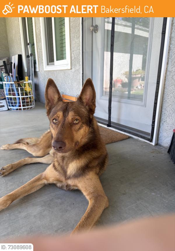 Found/Stray Male Dog last seen Stine, Bakersfield, CA 93313