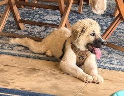 Found/Stray Male Dog last seen I240 service rd and lake Draper drive, Oklahoma City, OK 73165