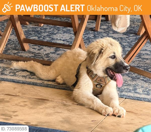 Found/Stray Male Dog last seen I240 service rd and lake Draper drive, Oklahoma City, OK 73165