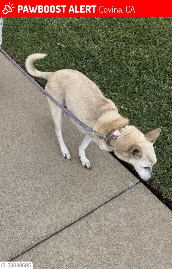 Lost Female Dog last seen Wanamaker / badillo, Covina, CA 91724