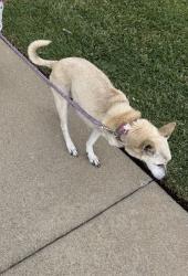 Lost Female Dog last seen Wanamaker / badillo, Covina, CA 91724