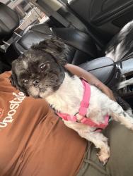 Lost Female Dog last seen N Wolfe st and E pancake, Baltimore, MD 21213