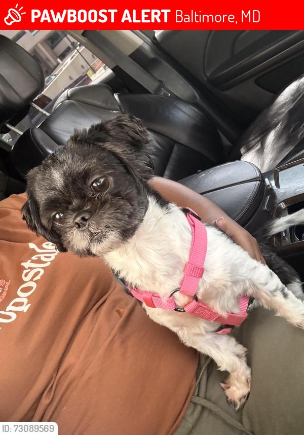 Lost Female Dog last seen N Wolfe st and E pancake, Baltimore, MD 21213