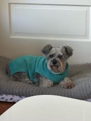 Lost Female Dog last seen Lynnhaven and Lamplight, Virginia Beach, VA 23452