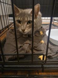 Found/Stray Unknown Cat last seen Averitt & Worthsville, Greenwood, IN 46143