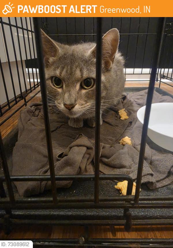 Found/Stray Unknown Cat last seen Averitt & Worthsville, Greenwood, IN 46143