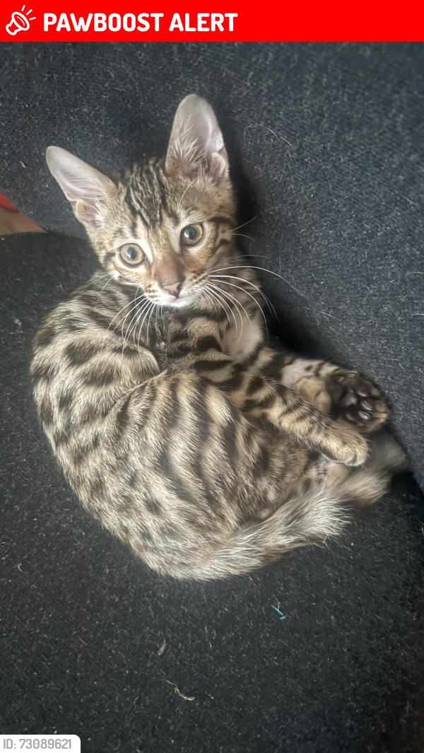 Lost Male Cat last seen Arsenal stadium , Greater London, England N7