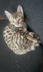 Lost Male Cat last seen Arsenal stadium , Greater London, England N7
