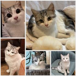 Lost Female Cat last seen Newbury Avenue Melton Mowbray, Leicestershire, England LE13