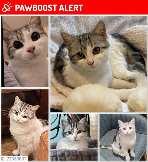 Lost Female Cat last seen Newbury Avenue Melton Mowbray, Leicestershire, England LE13