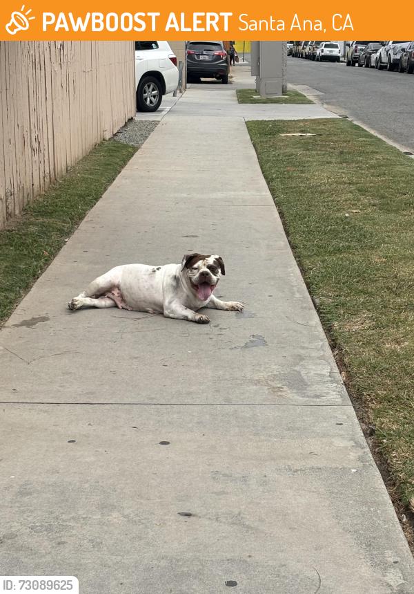 Found/Stray Female Dog last seen Near E pine St, Santa Ana, CA 92701