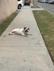 Found/Stray Female Dog last seen Near E pine St, Santa Ana, CA 92701